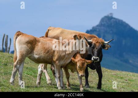 Vaches paître avec l'ermitage de Las Nieves dans le arrière-plan Banque D'Images