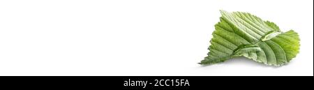 Gouttes d'eau sur le vert laisser isolé sur le blanc. Bannière panoramique environnementale Banque D'Images