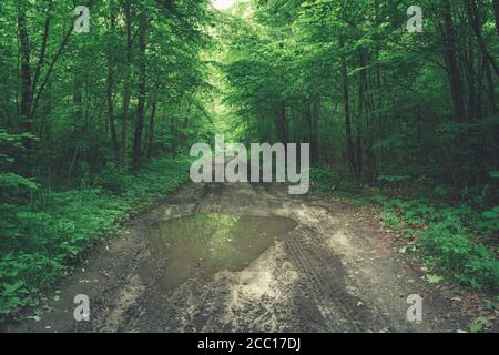 Une flaque sur une route de terre dans une forêt verte, province de Lubelskie, Pologne Banque D'Images