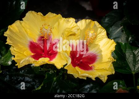 Hibiscus rosa-sinensis (Malvaceae), également connu sous le nom d'hibiscus chinois, de rose chinoise, d'hibiscus hawaïen, de malow rose et de plante de noir de cordonnet Banque D'Images