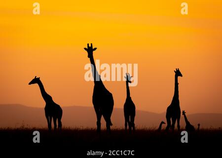 Groupe de girafes coupé contre le ciel orange après le coucher du soleil À Masai Mara Kenya Banque D'Images