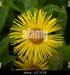 Gros plan sur les pétales d'un seul panneau d'Elecampane, Inula helenium, également appelé cheval-guérir ou elfdock Banque D'Images