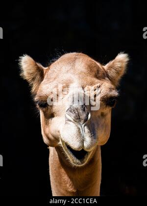 Vue détaillée d'un drôle de chameau souriant. Portrait avant isolé sur fond noir. Banque D'Images