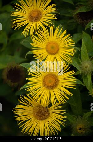 Gros plan sur les pétales de plusieurs fleurs d'élans, Inula helenium, également appelées guérisons de chevaux ou orfdock Banque D'Images