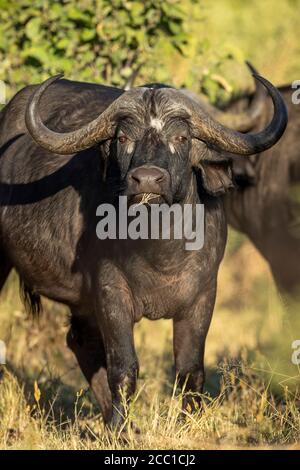 Le bison féminin regarde l'alerte directement à la caméra dans l'après-midi doré Lumière dans Moremi Okavango Delta Botswana Banque D'Images