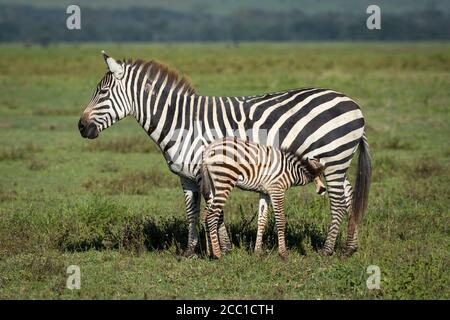 Côté sur de bébé zébra nourrissant avec la mère attendant patiemment debout sur l'herbe verte dans le cratère de Ngorongoro en Tanzanie Banque D'Images