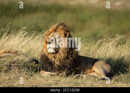 Lion mâle couché dans une grande herbe en regardant le coucher du soleil Avec fond vert dans les plaines de Serengeti en Tanzanie Banque D'Images