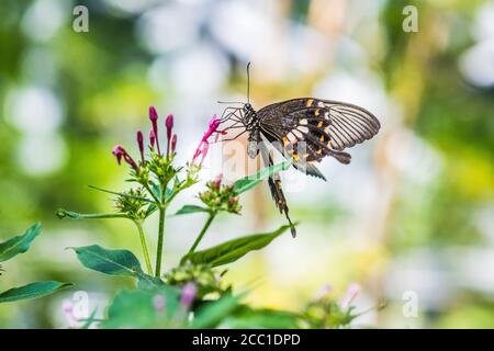 Mormon commun (polytes Papilio de type II) Banque D'Images