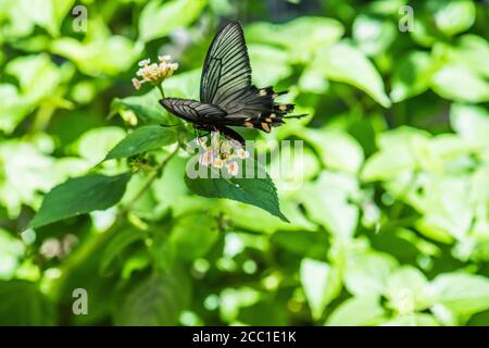 Mormon commun (polytes Papilio de type II) Banque D'Images