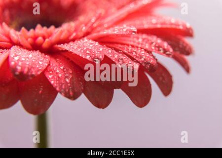 Pétales de fleurs de gerbera roses avec beaucoup de minuscules gouttelettes d'eau. Gros plan d'un bouton. Banque D'Images