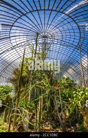 Intérieur de la serre dans le jardin des plantes - Nantes, Loire-Atlantique, France. Banque D'Images