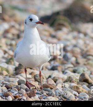 Mouette à tête noire à Hessle Foreshore sur le Humber près de Hull Banque D'Images