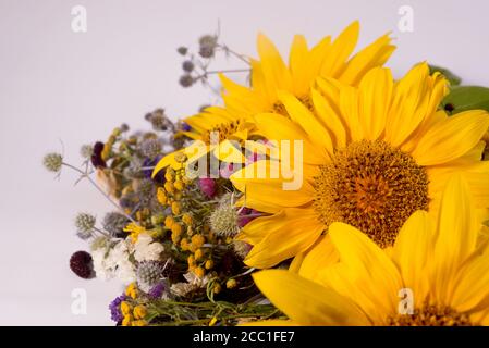 Tournesols et fleurs d'herbier sèches sur fond blanc. Fleurs d'été jaune vif avec espace de copie pour le texte. Banque D'Images