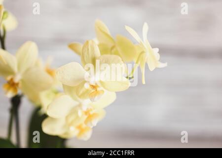 Gros plan d'une belle mini-orchidée jaune Phalaenopsis. Profondeur de champ extrêmement faible avec mise au point sélective et arrière-plan flou. Banque D'Images