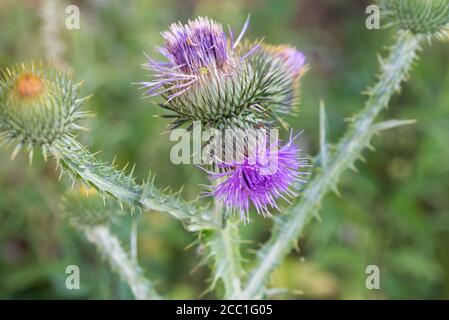 Cirsium arvense, fleur de chardon de champ en foyer macro sélectif de prairie Banque D'Images