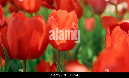 la tulipe printanière fleurit dans le jardin, ambiance romantique et rêveuse, lave luxuriante et couleurs aqua menthe, le concept de la jeunesse et de la croissance Banque D'Images