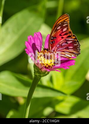 Gros plan d'un butteryfly Fritary du Golfe, Avgraulis vanillae nigrior, sur une fleur de Zinnia Banque D'Images