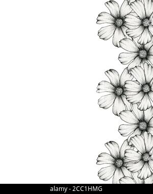 motif de fleurs cosmos noir et blanc, dessin à la main, dessin à la main, dessin à la main, dessin à la ligne, décoration botanique pour carte, invitation Banque D'Images