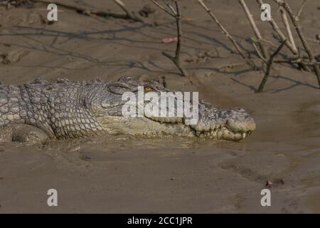 Gros plan d'un adulte de grande taille, le Crocodile d'eau salée, se prélassant sous le soleil d'hiver dans le parc national de Sundarban, Bengale-Occidental, Inde Banque D'Images