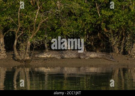 Eau salée au soleil du soir, au cours d'une période de marée haute, au parc national de Sundarban, Bengale-Occidental, Inde Banque D'Images