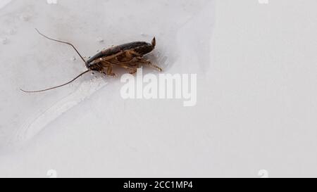 Un piège à colle pour les cafards. Banque D'Images