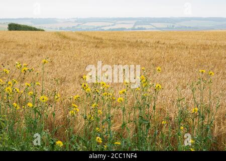 Ragwort poussant sur le côté du champ d'orge, East Garston, West Berkshire, Angleterre, Royaume-Uni, Europe Banque D'Images