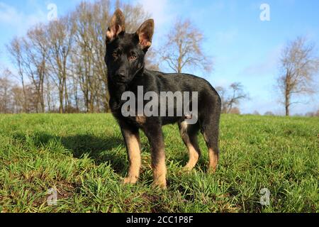 Adorable chiot noir de berger allemand dans le parc Banque D'Images