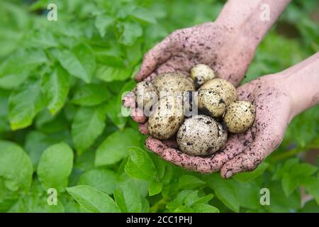 Pommes de terre de semence plantées à la maison maintenues dans une paire de jeunes mains devant les feuilles vertes vibrantes des plants de pommes de terre. Vue avant Banque D'Images