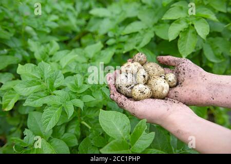 Pommes de terre de semence plantées à la maison maintenues dans une paire de jeunes mains devant les feuilles vertes vibrantes des plants de pommes de terre. Vue arrière Banque D'Images