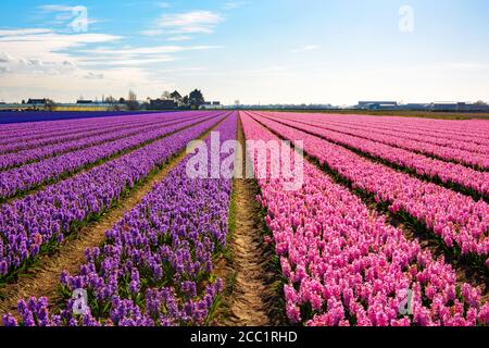 Un champ de jacinthes près de la ville de Lisse, aux pays-Bas Banque D'Images