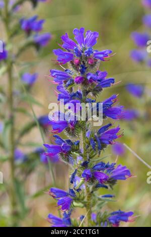 Echium vulgare — connu sous le nom de bugloss et blueweed de viper sauvage à Fife, en Écosse. Banque D'Images