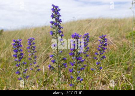 Echium vulgare — connu sous le nom de bugloss et blueweed de viper sauvage à Fife, en Écosse. Banque D'Images