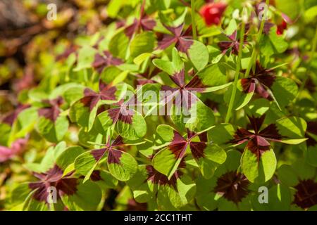 Oxalis tétraphylla 'Iron Cross' (usine de bonne chance) Banque D'Images