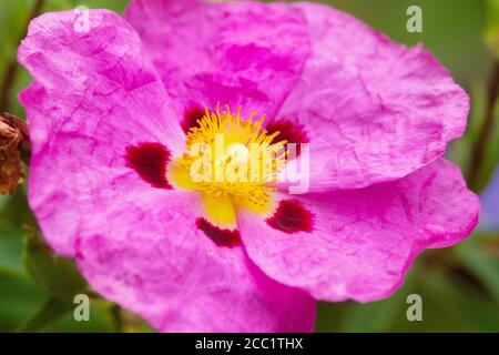 Cistus purpureus communément appelé rockrose des orchidées Banque D'Images