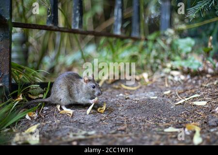 Berlin, Allemagne. 02 septembre 2019. Un rat norvégien est à la recherche de nourriture dans le parc Thälmann. Les rats sont considérés comme des ravageurs et des porteurs de maladies et sont contrôlés en conséquence. Néanmoins, on estime que six à dix millions de rats vivent à Berlin. Dans les parcs urbains comme ici à Thälmann-Park, ils peuvent être observés pendant la journée. Crédit: Ingolf König-Jablonski/dpa-Zentralbild/ZB/dpa/Alay Live News Banque D'Images