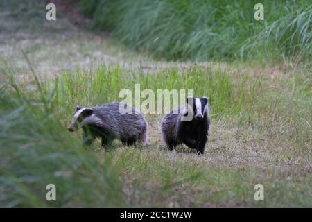 29 juillet 2017, Mecklembourg-Poméranie occidentale, Fischland-Darß : deux jeunes blaireaux à la recherche de nourriture. Une fois le soleil couché, les jeunes blaireaux sortent de la torée en été. Les bâtiments Badger sont parfois utilisés pendant des décennies, la chaudière vivante est située à une profondeur de 5 mètres. Photo: Ingolf König-Jablonski/dpa-Zentralbild/ZB Banque D'Images