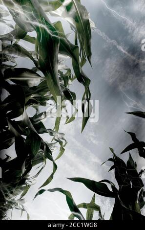 Orage et de la foudre sur les plants de maïs, low angle view Banque D'Images