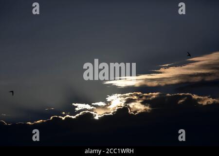 Allemagne, Saxe, oiseaux volant dans le ciel au coucher du soleil Banque D'Images