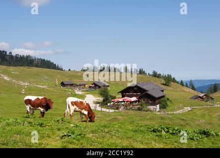 L'Autriche, l'avis de pâturage des vaches sur les pâturages de Postalm à alp Banque D'Images