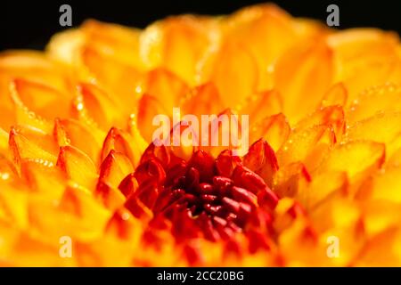 Allemagne, Hesse, Dahlia fleur, Close up Banque D'Images