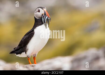 En Angleterre, Northumberland, Macareux transport du poisson en bouche à Iles Farne Banque D'Images