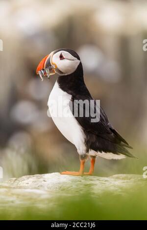 En Angleterre, Northumberland, Macareux transport du poisson en bouche à Iles Farne Banque D'Images