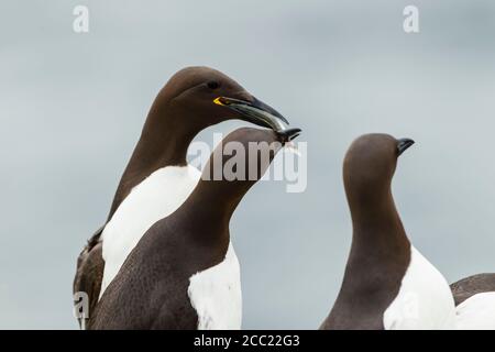 En Angleterre, Northumberland, guillemots se percher Banque D'Images