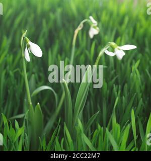 Perce-neige (Galanthus nivalis), close-up Banque D'Images