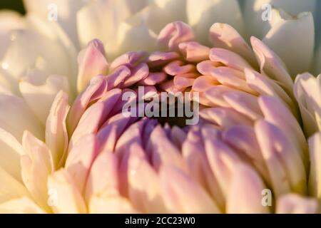 Allemagne, Hesse, Dahlia fleur, Close up Banque D'Images