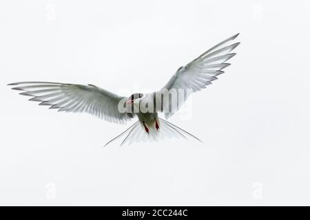 En Angleterre, Northumberland, vue de sterne arctique flying Banque D'Images