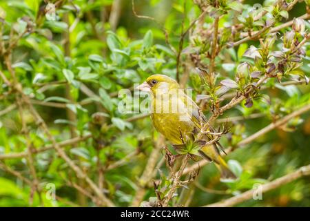 Allemagne, Hesse, Verdier bird perching on branch Banque D'Images