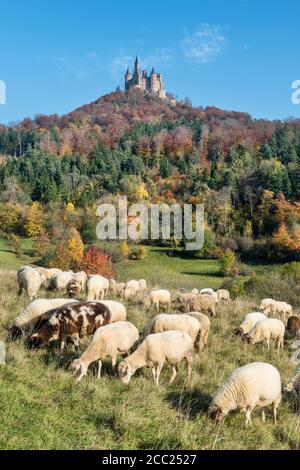 Allemagne, Baden Wuerttemberg, troupeau de moutons d'herbe de pâturage, le Château de Hohenzollern en arrière-plan Banque D'Images