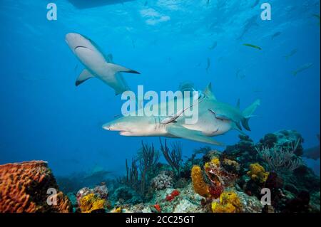 Les Bahamas, le citron et les requins de récif des caraïbes à la banque des Bahamas Banque D'Images