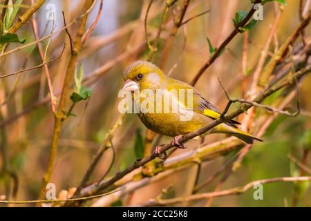 Allemagne, Hesse, Verdier bird perching on branch Banque D'Images